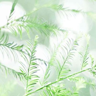 吴国那点事手游下载